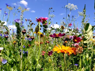 Wildblumenwiese mit Biodiversität